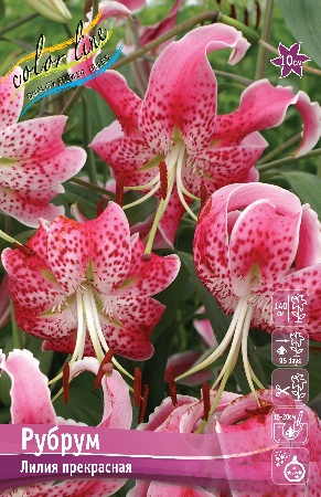 Лилия СП.РУБРУМ 16/18 (2 шт)