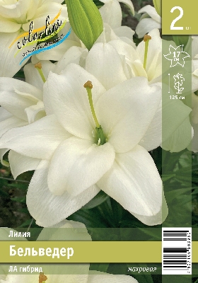 Лилия ЭКОНОМ-СЕРИЯ БЕЛЬВЕДЕР (2 шт)