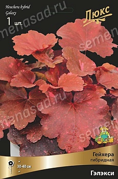 Гейхера Гэлэкси (1 шт)