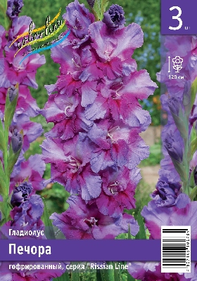 Гладиолус ЭКОНОМ-СЕРИЯ ПЕЧОРА (3 шт)