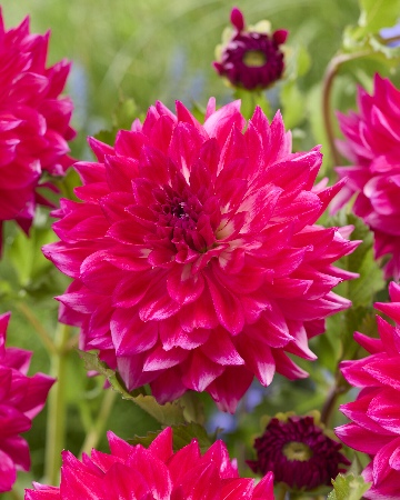 Георгин Диамонд Дебютант (1 шт)