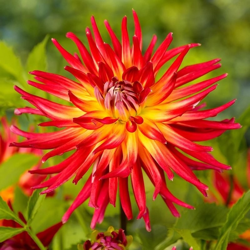 Минивитрина Георгин Бора Бора (15 шт)