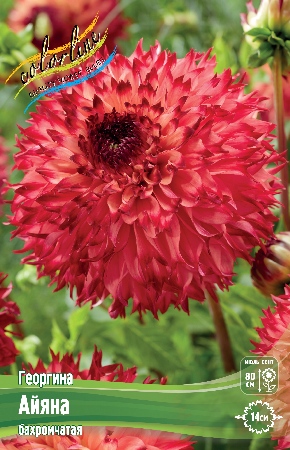 Георгин Айяна (1 шт)