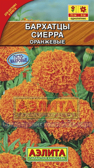 цБархатцы Сиерра светло-оранжевые