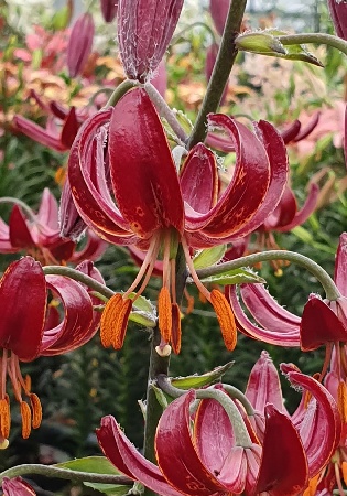 Лилия ЭКОНОМ-СЕРИЯ КЛОД ШРАЙД (1 шт)