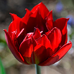 Минивитрина Тюльпан Абба