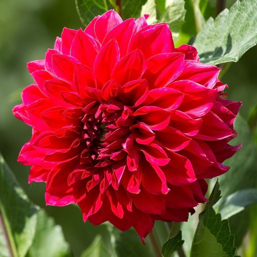 Георгин Барбаросса (1 шт)