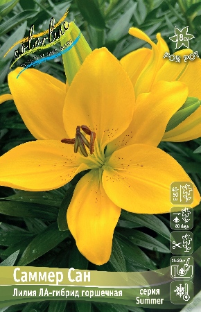 Лилия Саммер Сан (5 шт)