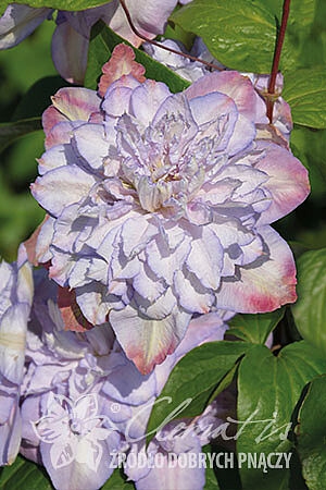 Клематис Анна'C Чоис (1 шт)