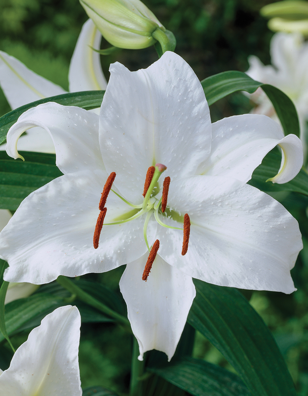 Лилия Касабланка (5 шт)