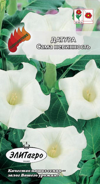 цДатура Сама невинность 0,05г
