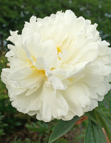 Пион Фринжд Айвори (1 шт)