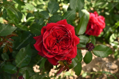 Роза Флорентина (плетист. красный,)