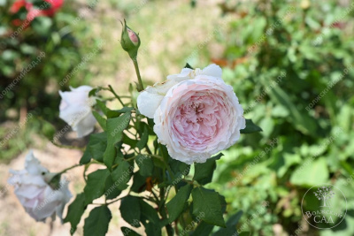 Роза Мисаки (шраб, розов)