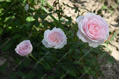 Роза Мисаки (шраб, розов)
