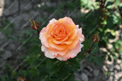 Роза Ашрам (ч.-гибрид, розов.желтый)