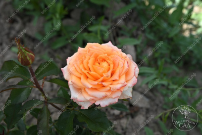 Роза Ашрам (ч.-гибрид, розов.желтый)