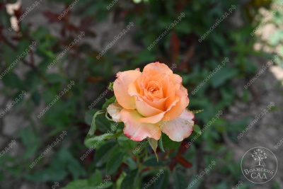 Роза Ашрам (ч.-гибрид, розов.желтый)