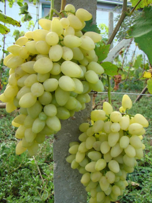Виноград Зарница