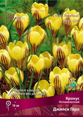 Крокус Джипси Гёрл (10 шт)