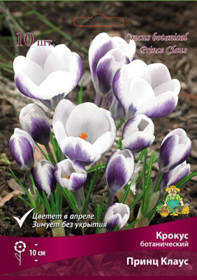 Крокус Принц Клаус (10 шт)