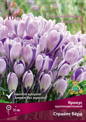 Крокус Страйпт Бёрд (10 шт)