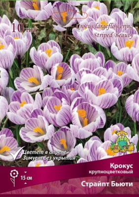 Крокус Страйпт Бьюти (10 шт)