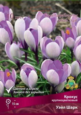 Крокус Уэйл Шарк (10 шт)