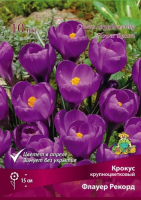 Крокус Флауер Рекорд (10 шт)