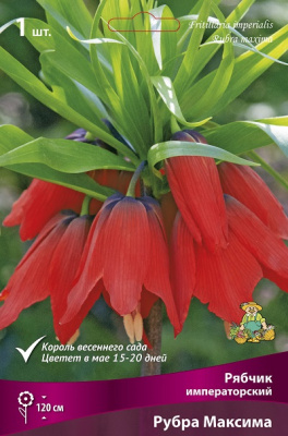 Рябчик Рубра Максима (1 шт)