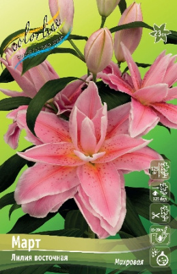 Лилия Март (5 шт)