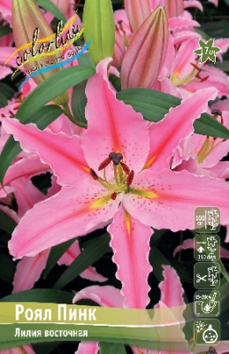 Лилия Роял Пинк (5 шт)