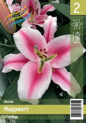Лилия Марриотт (5 шт)