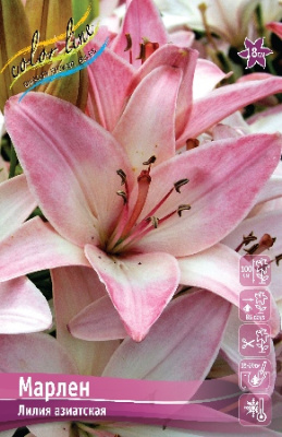 Лилия ЭКОНОМ-СЕРИЯ РОЗАЛИНН (2 шт)