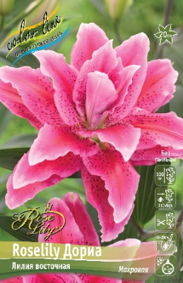 Лилия ЭКОНОМ-СЕРИЯ ROSELILY ДОРИА (1 шт) Лилия ЭКОНОМ-СЕРИЯ ROSELILY ДОРИА (1 шт)