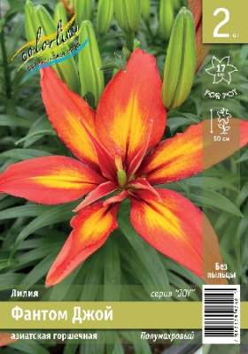 Лилия ЭКОНОМ-СЕРИЯ ФАНТОМ ДЖОЙ (2 шт)