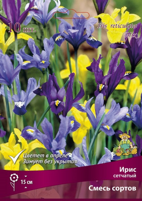 Ирис сетчатый, смесь окрасок (10 шт) Ирис сетчатый, смесь окрасок (10 шт)