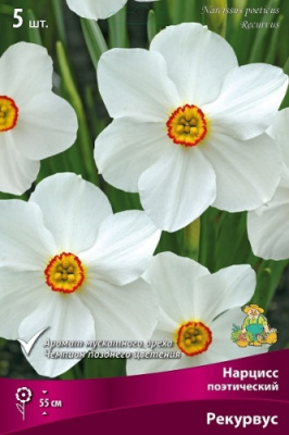 Нарцисс Рекурвус (5 шт)