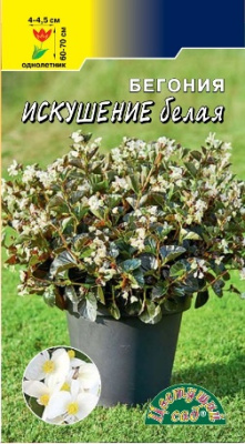 Бегония Искушение белая 5шт