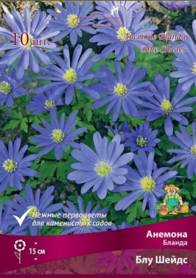 Анемона Блу Шейдс (10 шт)