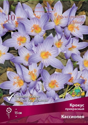 Крокус Кассиопея (10 шт)