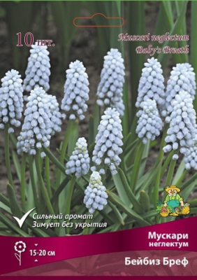 Мускари Бейбиз Бреф (10 шт)