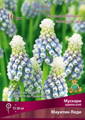 Мускари Маунтин Леди (10 шт)
