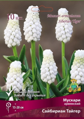 Мускари Сайбириан Тайгер (10 шт)