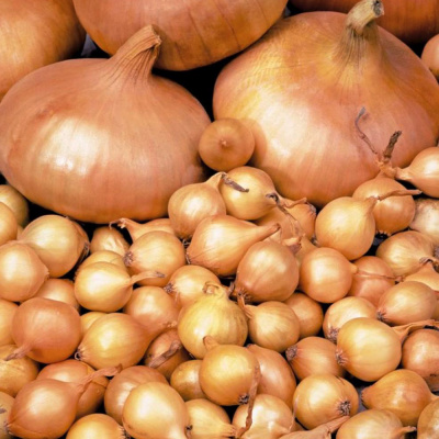 Севок Штутгартен Ризен 2 группа (25 кг.) ЧУВАШИЯ