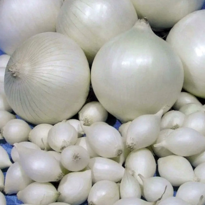 Севок Стардаст 2 группа РОССИЯ (20 кг.)