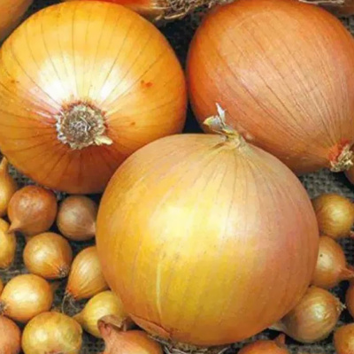 Севок Шетана РОССИЯ (20 кг.)