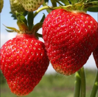 Земляника Фея, ранний (40 шт)