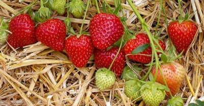 Земляника Порландо,средний (40 шт)