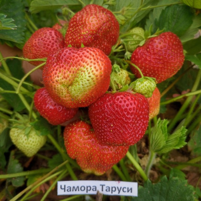 Земляника Чамора Туруси, поздний (40 шт)